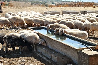 Sheep drinking water from trough on field