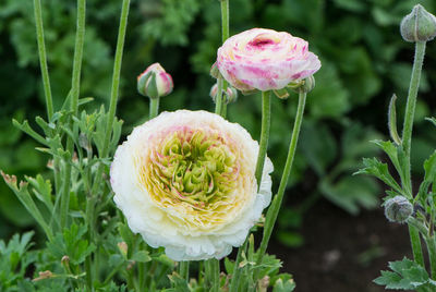 Close-up of pink flowering plant on field