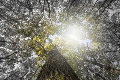 Low angle view of sunlight streaming through trees