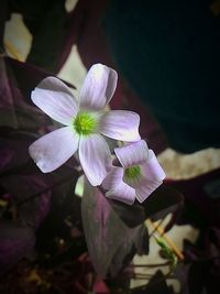 Close-up of purple flowers blooming outdoors