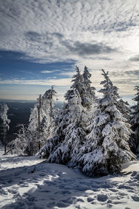 Trees on snow covered landscape against sky