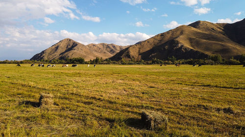 Scenic view of field against sky