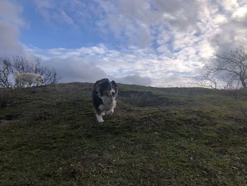 Dog looking away on field