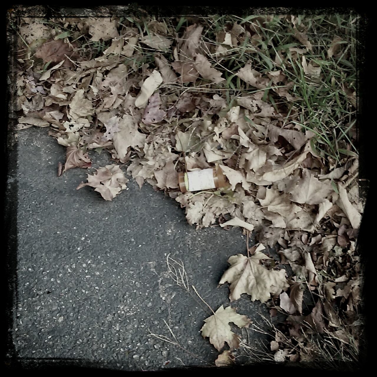 transfer print, leaf, auto post production filter, high angle view, dry, autumn, leaves, fallen, nature, season, change, ground, full frame, day, outdoors, no people, backgrounds, close-up, field, falling