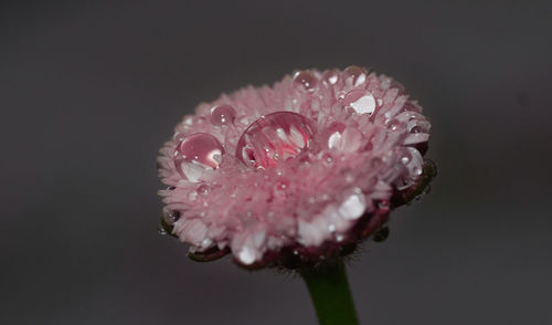 Close-up of wet pink flower