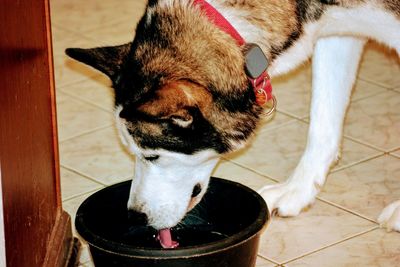 High angle view of a dog drinking water