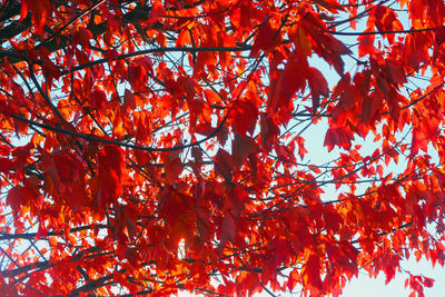 Low angle view of maple tree