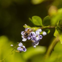 Close-up of bee pollinating on purple flower