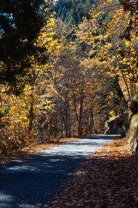 Road amidst trees in forest during autumn