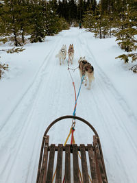 Dog sledding 