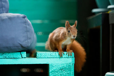 Close-up of squirrel on table