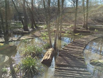 Scenic view of lake in forest