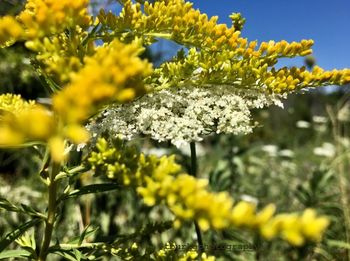 Close-up of yellow flowering plant