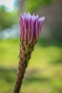 Close-up of pink flower