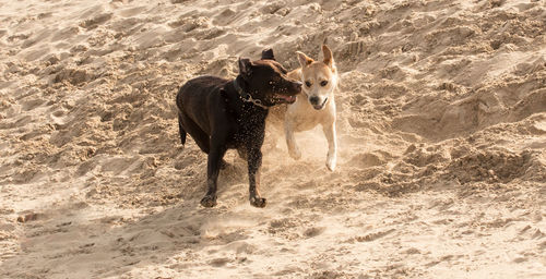 High angle view of dog running on beach