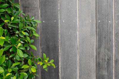 High angle view of plants by road