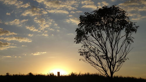 Silhouette of trees at sunset