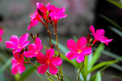 Close-up of pink flowering plant