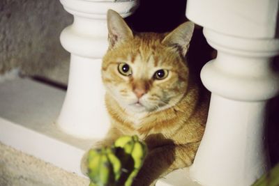 Close-up portrait of cat