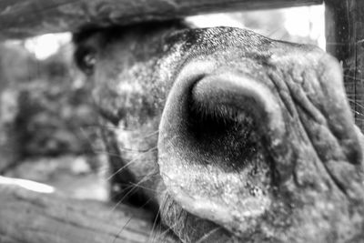 Close-up of dog outdoors