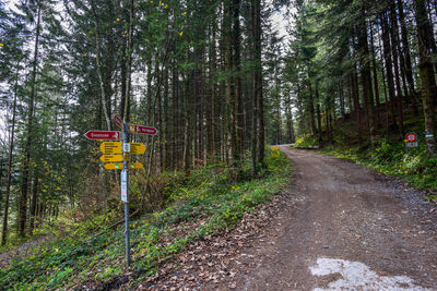 Road amidst trees in forest