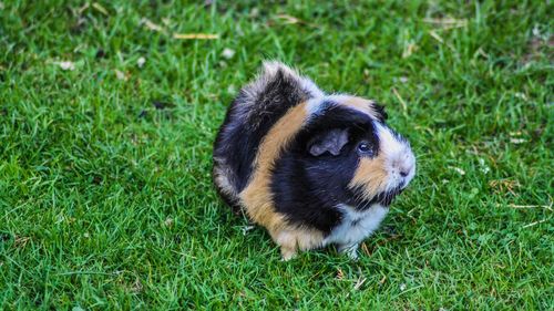Close-up of a guinea pig on field