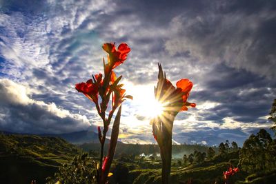 Low angle view of red flowers against sky