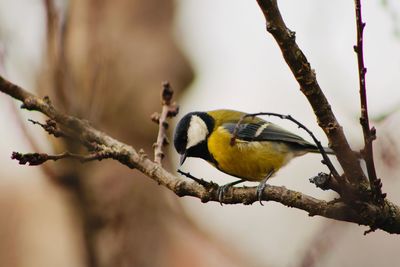 Close-up of bird perching on branch