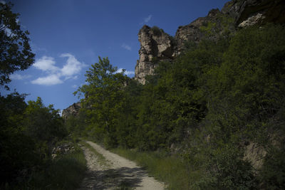 Dirt road amidst trees against sky