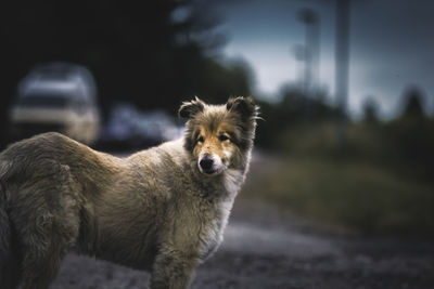 Dog looking away