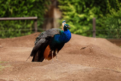 Close-up of peacock