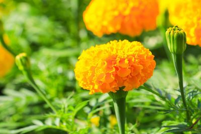 Close-up of orange marigold flower