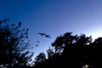 Low angle view of birds flying in sky