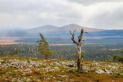 Trees on landscape against sky