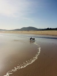 View of a dog on beach