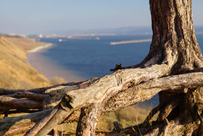 Driftwood on tree trunk by sea against sky