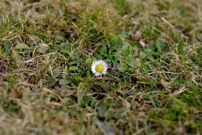 Close-up of flowers blooming in field