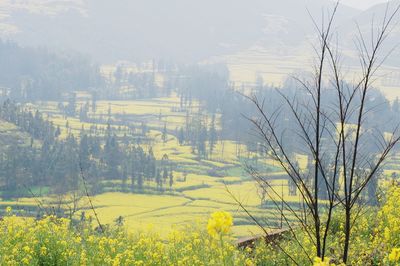 Close-up of crops growing on field against sky