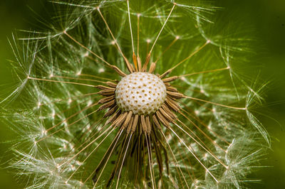 Close-up of dandelion seeds 