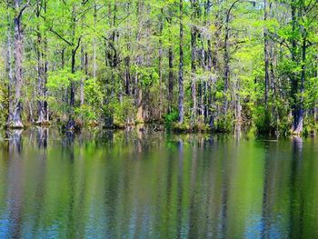 Reflection of trees in lake