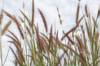 Close-up of wheat growing on field