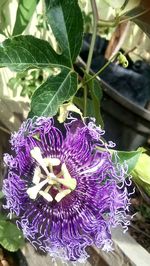 Close-up of purple flowers blooming outdoors