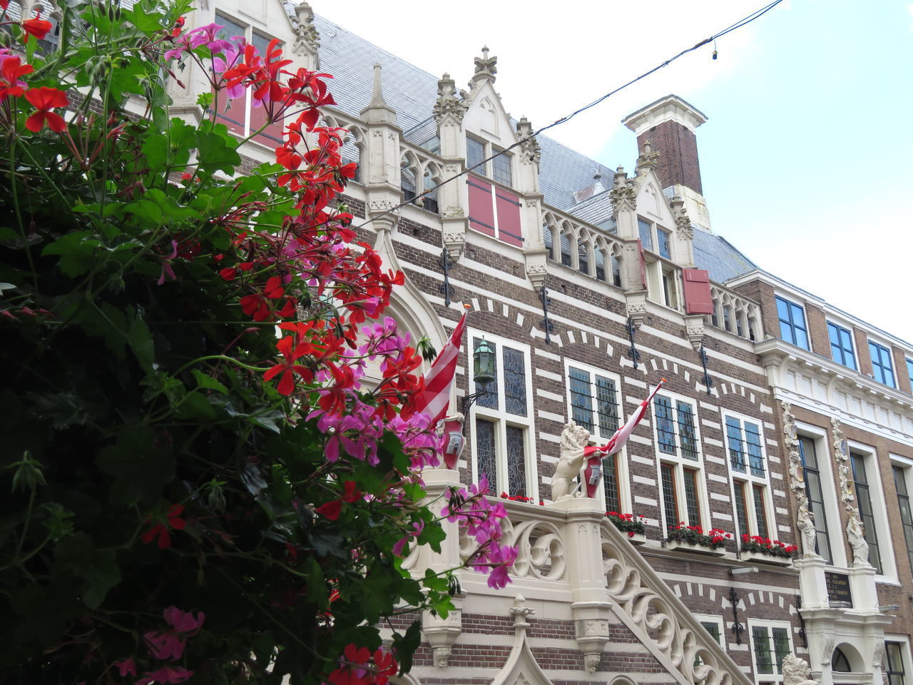 LOW ANGLE VIEW OF FLOWERING PLANTS BY BUILDING