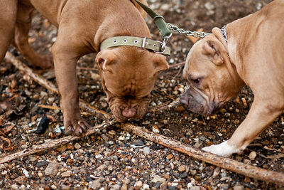 American bully pet dogs on location in nature