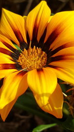 Close-up of yellow flower blooming outdoors