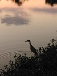 Bird in a lake