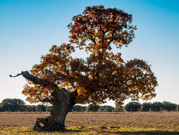 Tree on field against clear sky during autumn