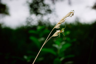 Close-up of insect on grass