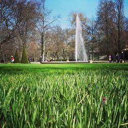 Trees in park