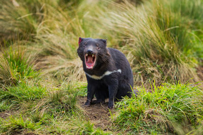 Black animal with mouth open sitting on land